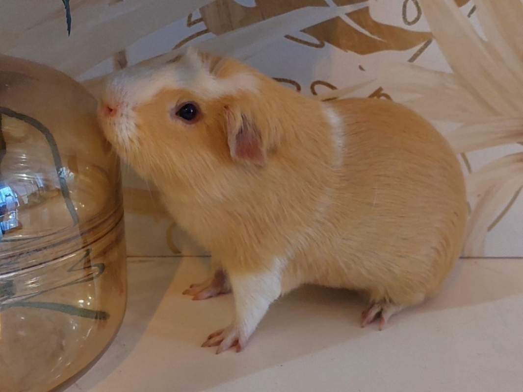 Photo #1 de Doretmite