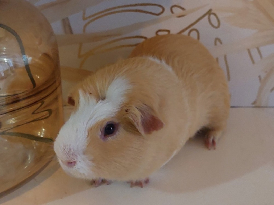 Photo #2 de Doretmite