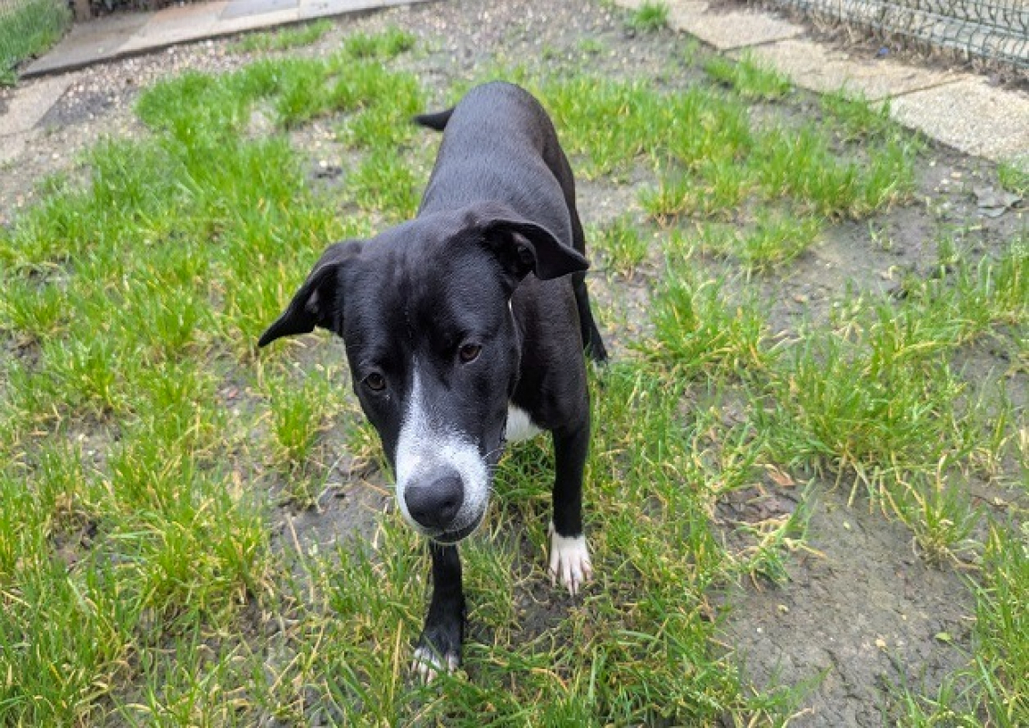 Photo #2 de Blackine