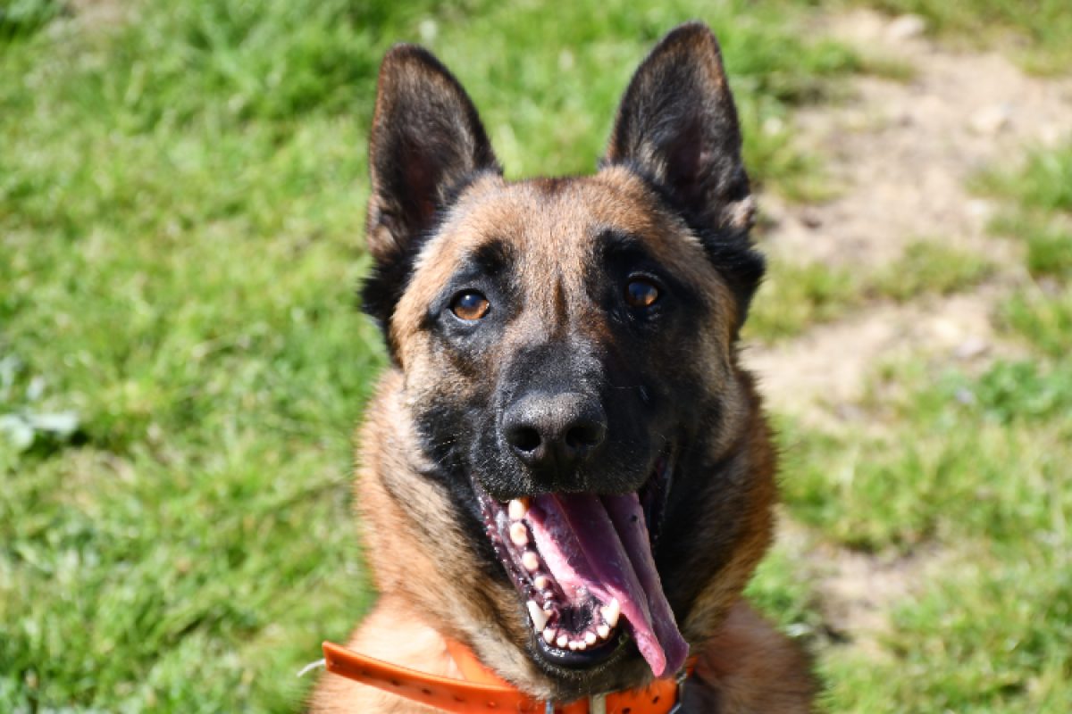 Unix - Chien Berger Belge Malinois à adopter