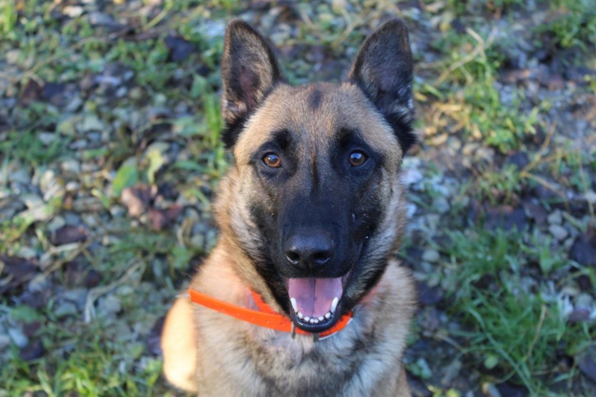 Unix - Chien Berger Belge Malinois à adopter - photo 2