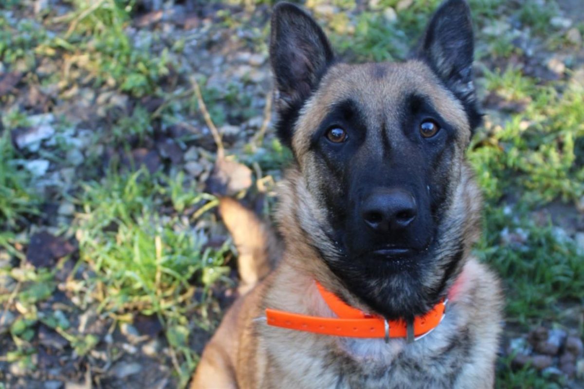 Unix - Chien Berger Belge Malinois à adopter - photo 3