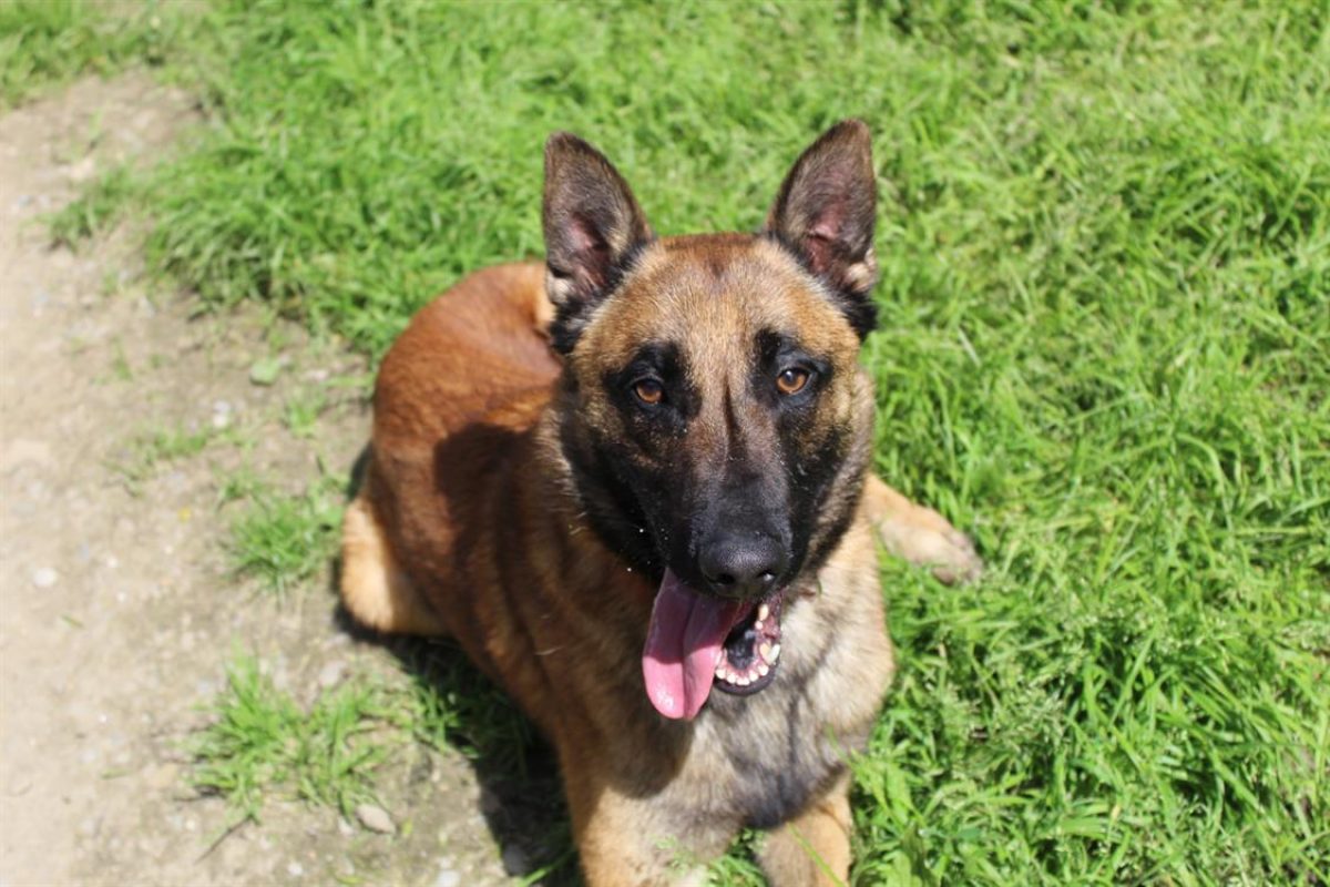 Unix - Chien Berger Belge Malinois à adopter - photo 4