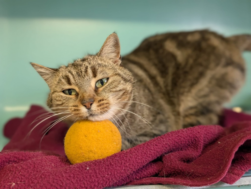 Photo #1 de Brindille