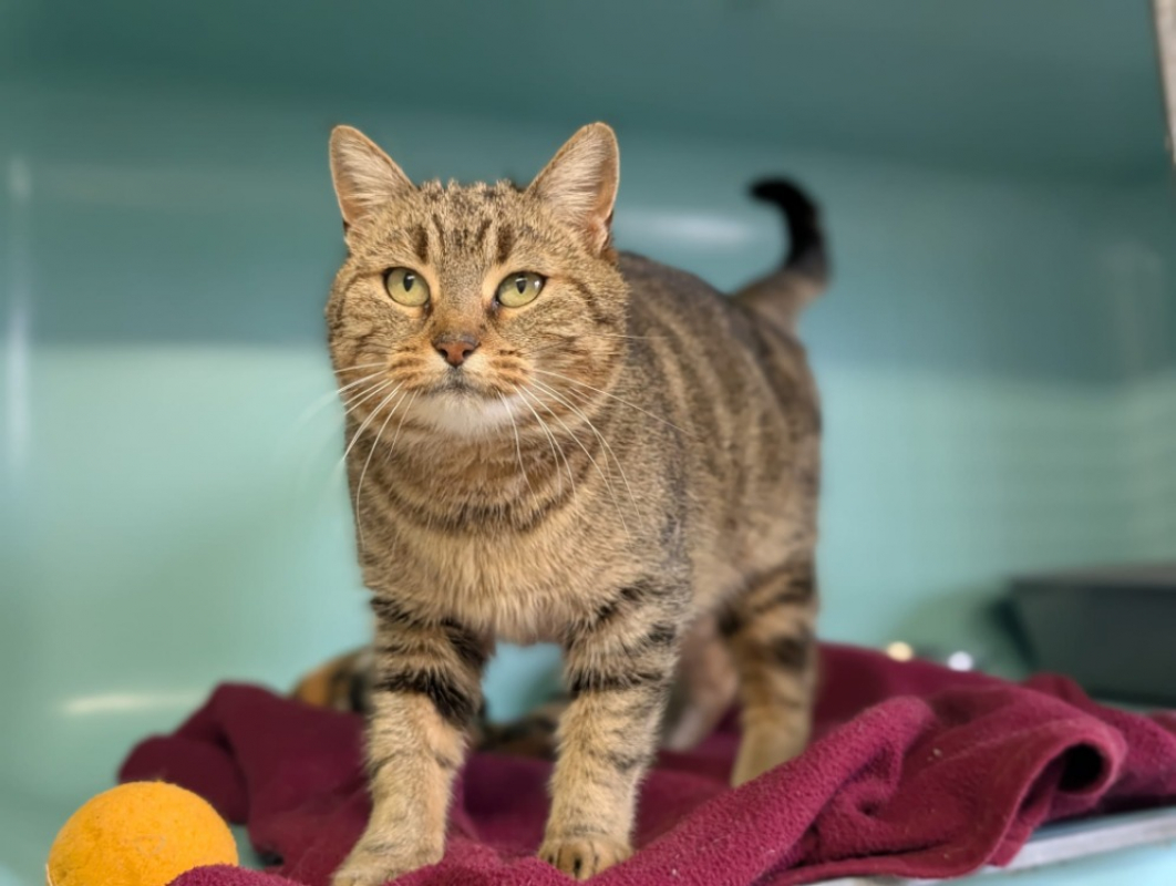 Photo #2 de Brindille