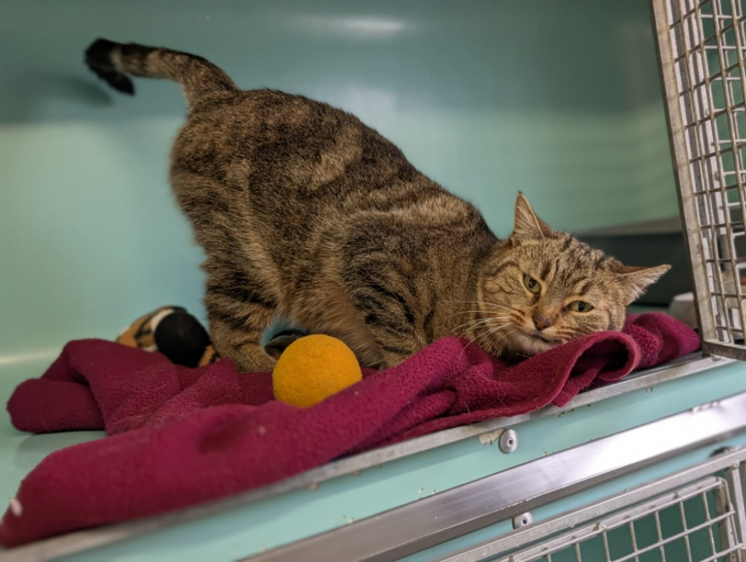 Photo #3 de Brindille