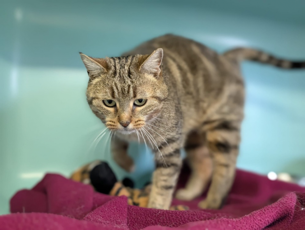 Photo #4 de Brindille