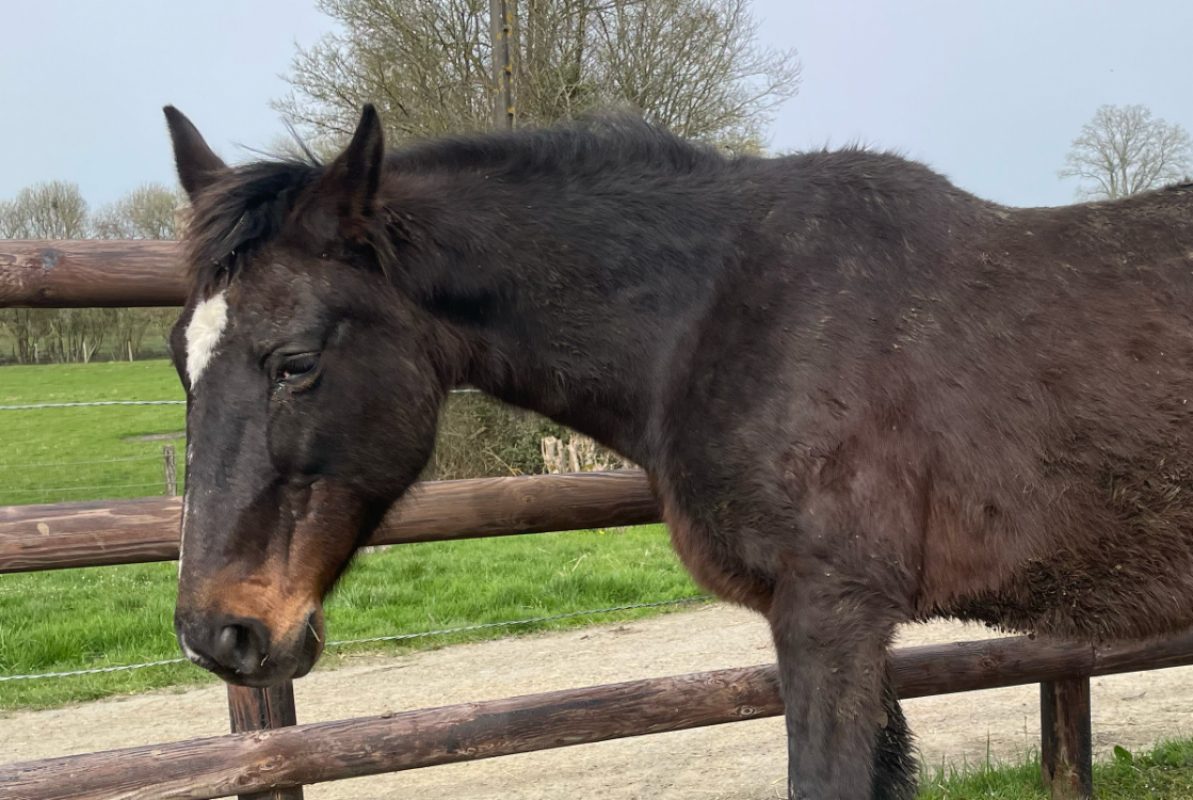 Qualite - Equidé Cheval à adopter