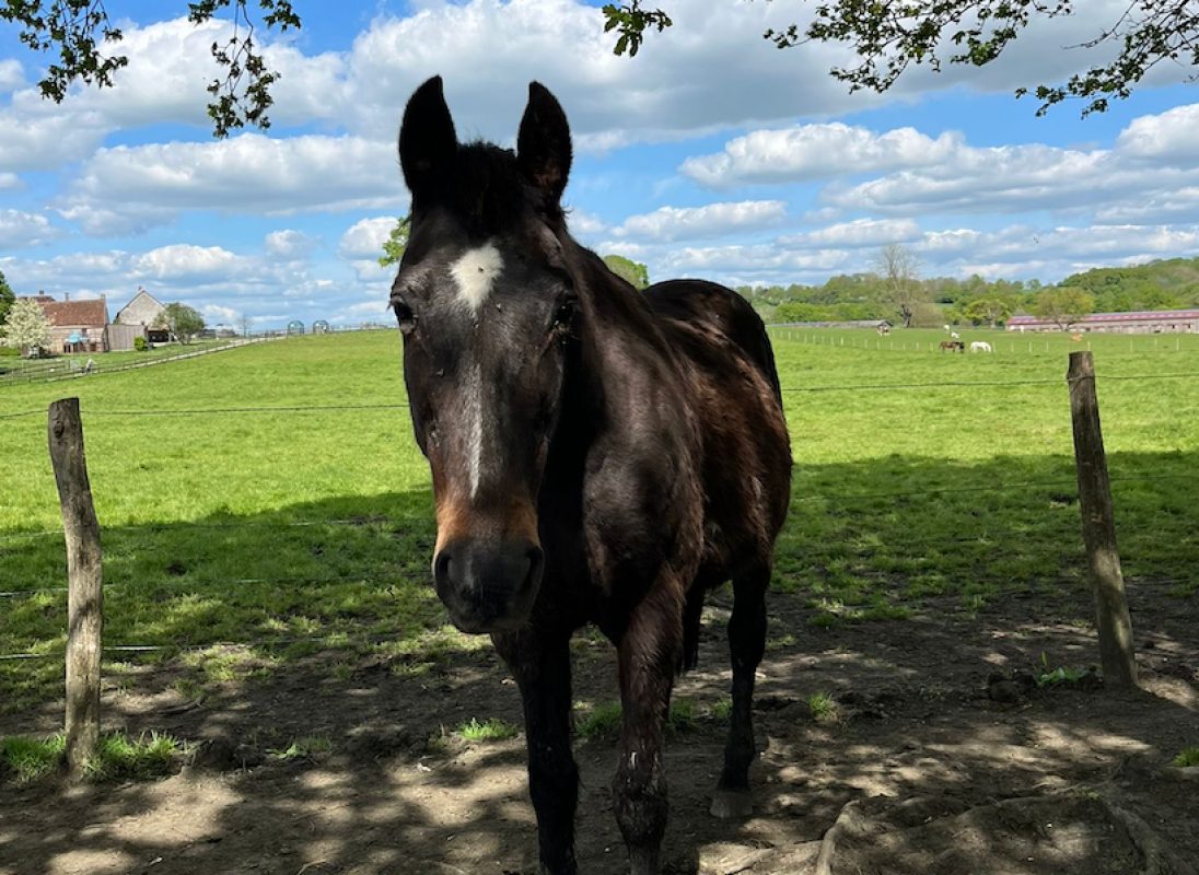 Qualite - Equidé Cheval à adopter - photo 2