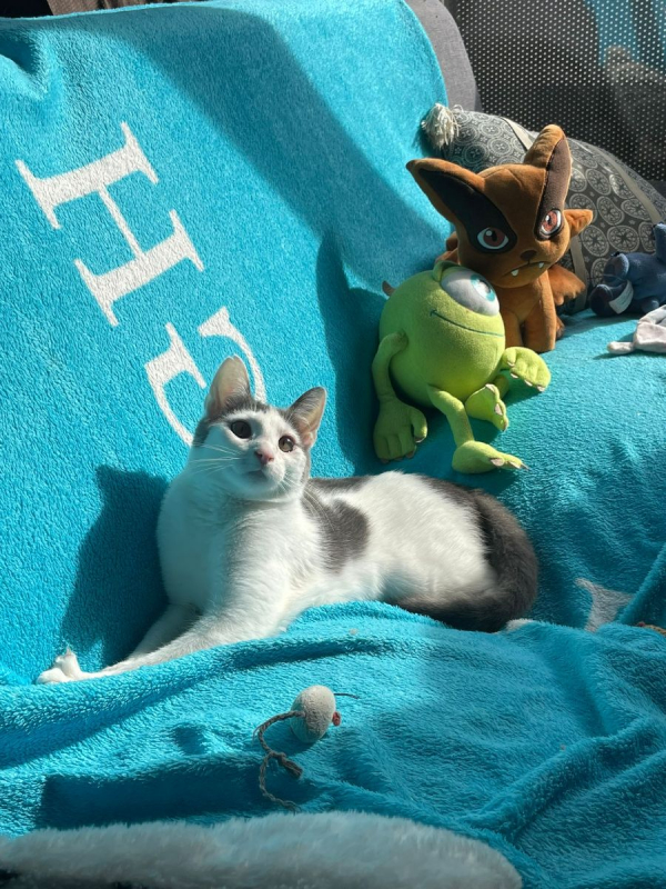 Photo #1 de Oudinette