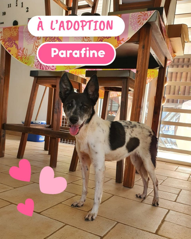 Photo #1 de parrafine