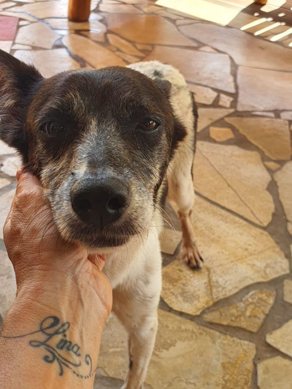 Photo #3 de parrafine