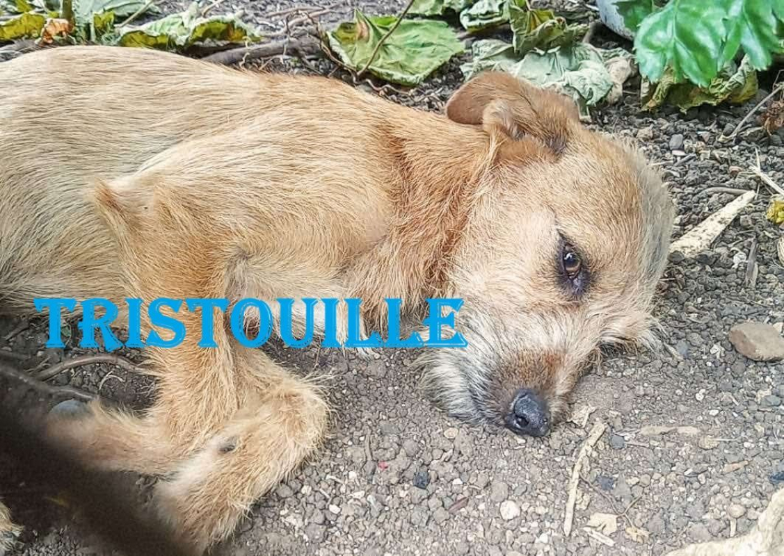 Photo #1 de Tristouille