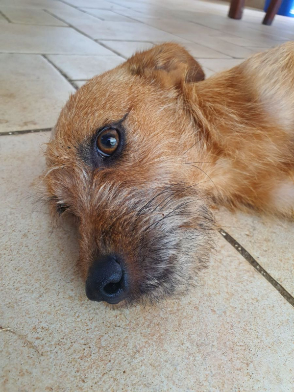 Photo #2 de Tristouille