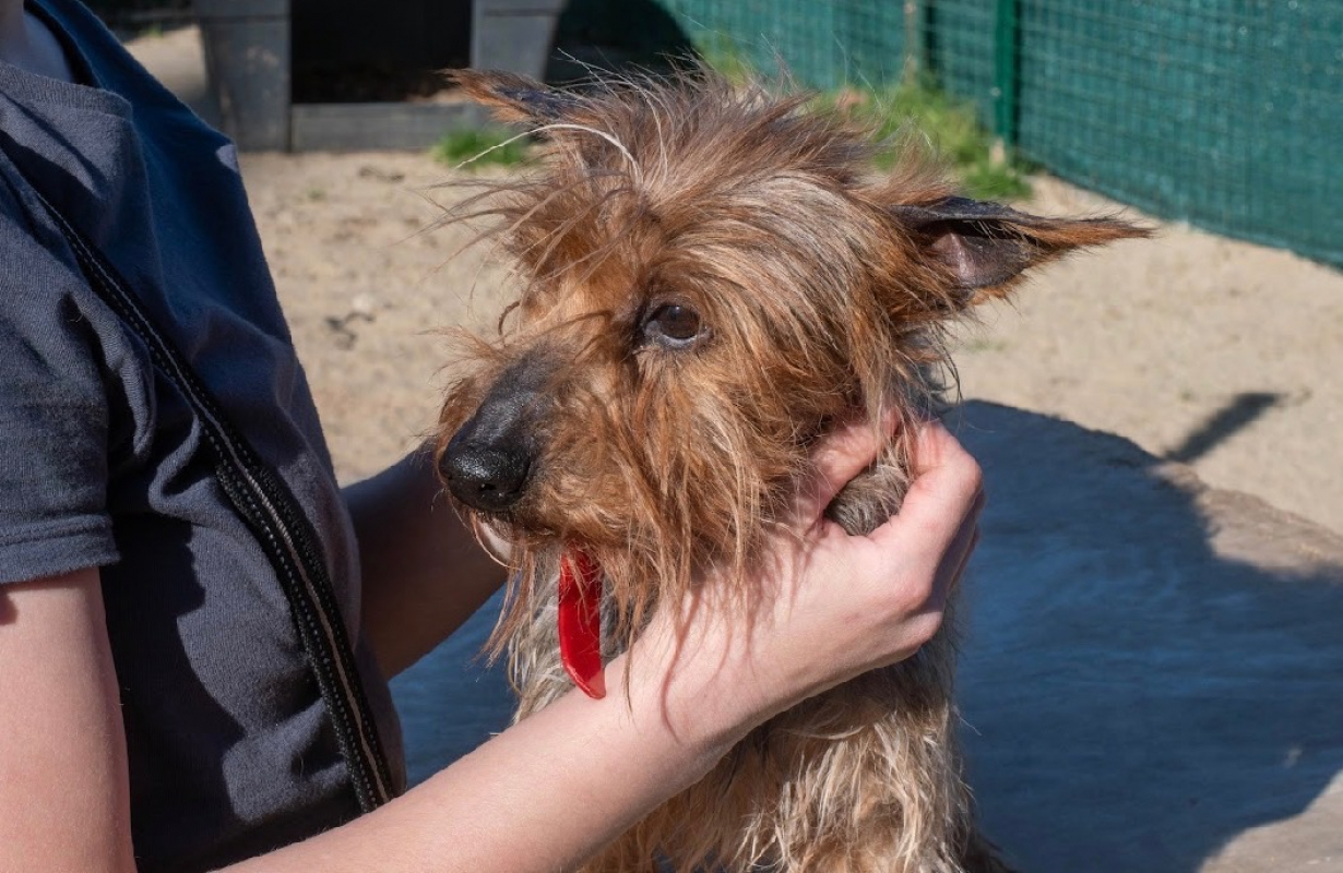 Photo #1 de Ciboulette