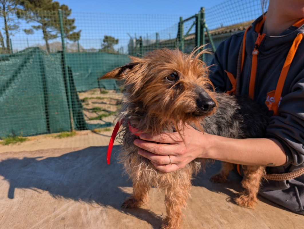 Photo #2 de Ciboulette