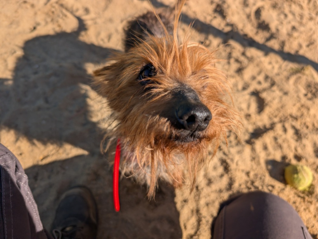 Photo #3 de Ciboulette