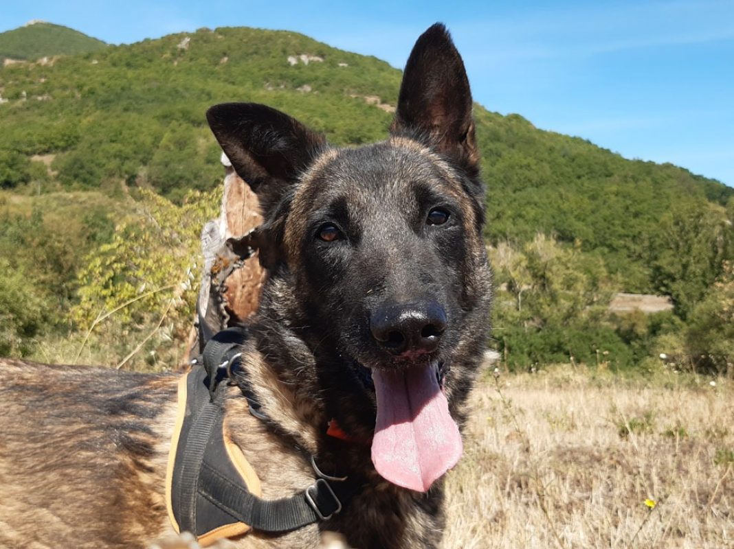 Groot - Chien Berger Belge Malinois à adopter