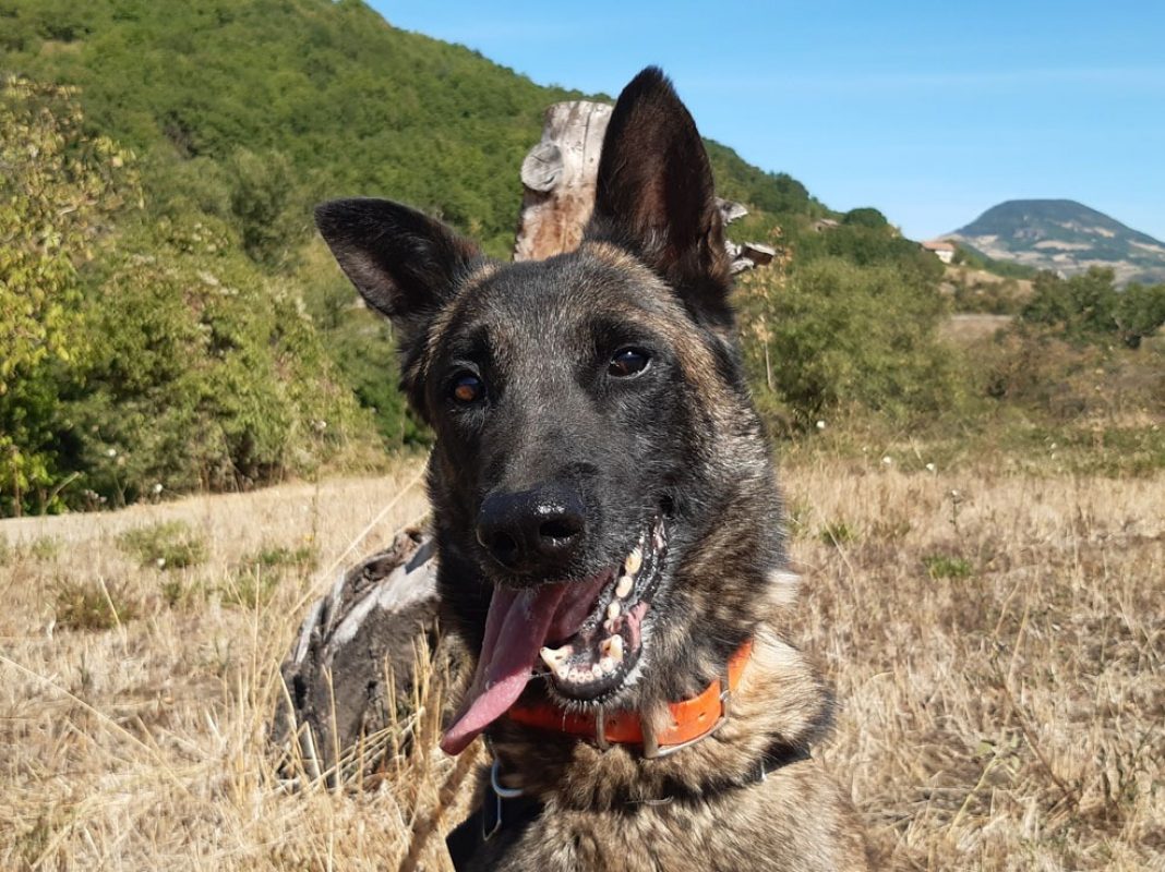 Groot - Chien Berger Belge Malinois à adopter - photo 2