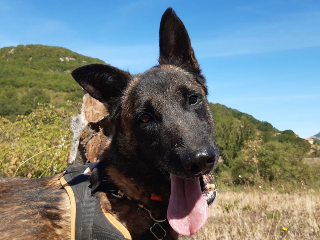 Groot - Chien Berger Belge Malinois à adopter - photo 3