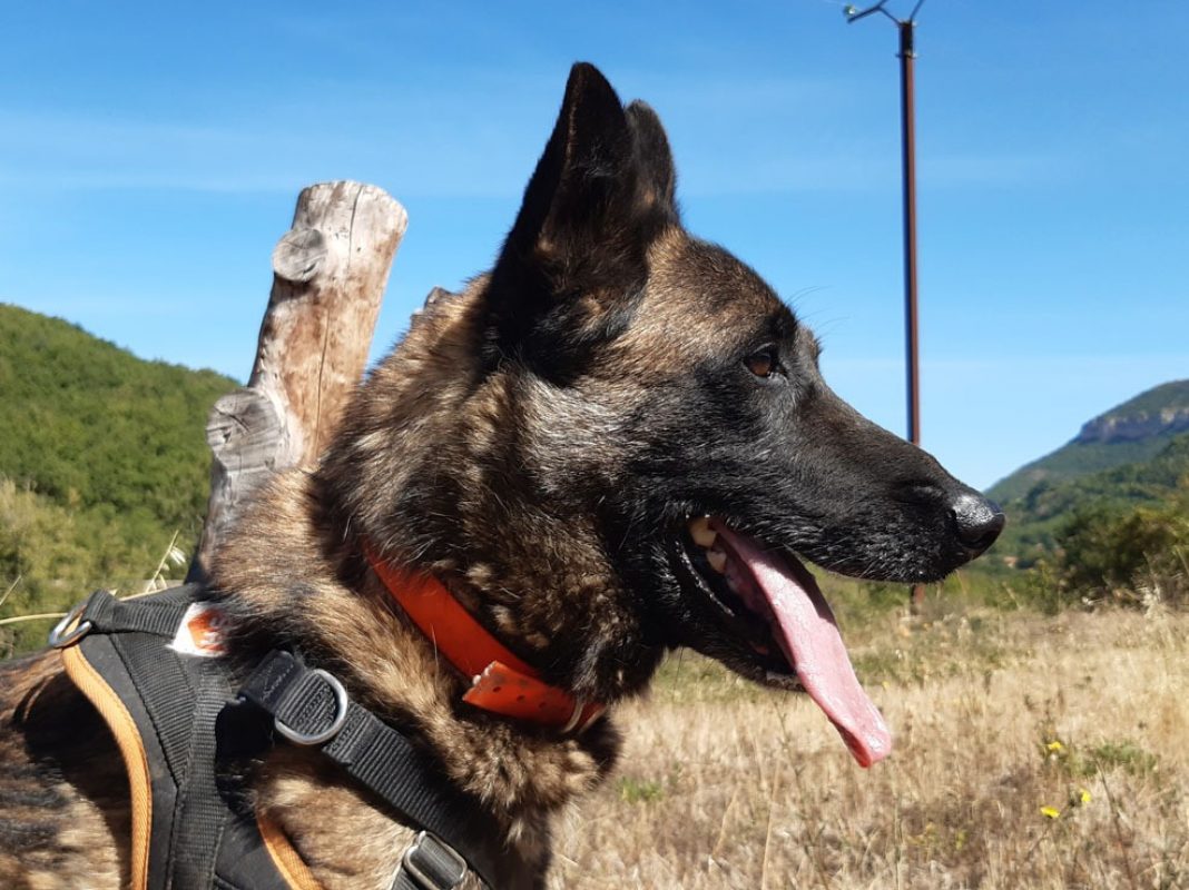 Groot - Chien Berger Belge Malinois à adopter - photo 4