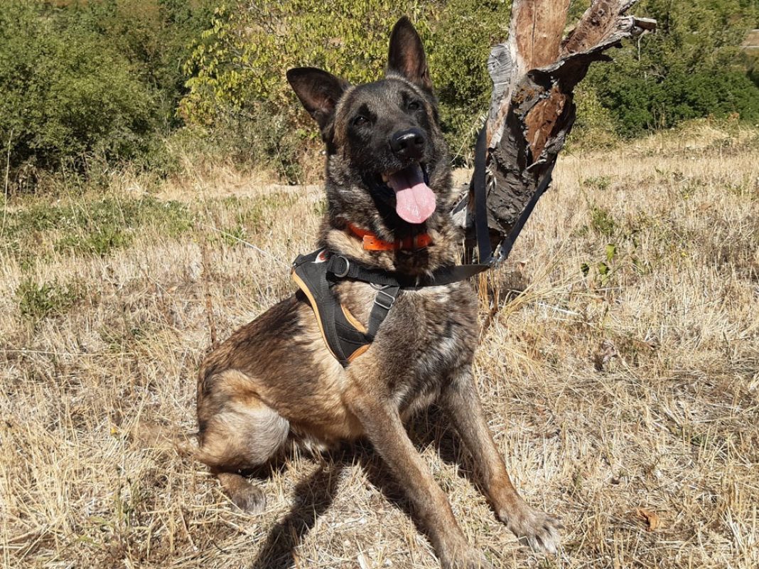 Groot - Chien Berger Belge Malinois à adopter - photo 5