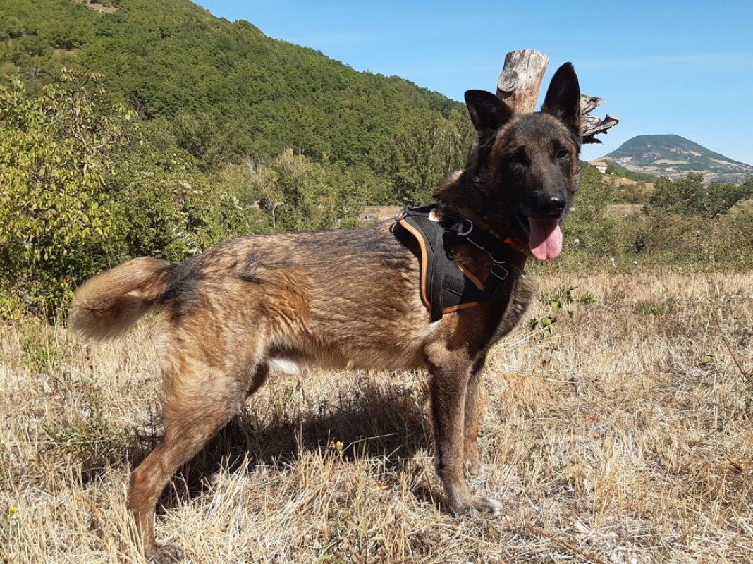 Groot - Chien Berger Belge Malinois à adopter - photo 6