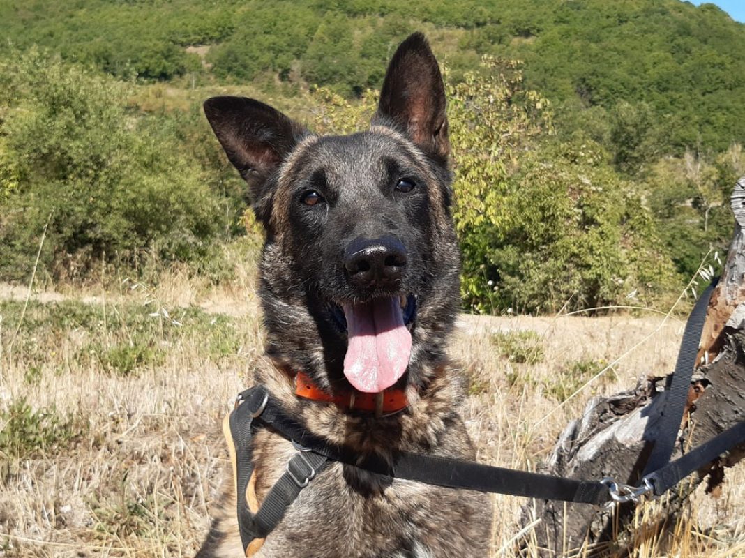 Groot - Chien Berger Belge Malinois à adopter - photo 7
