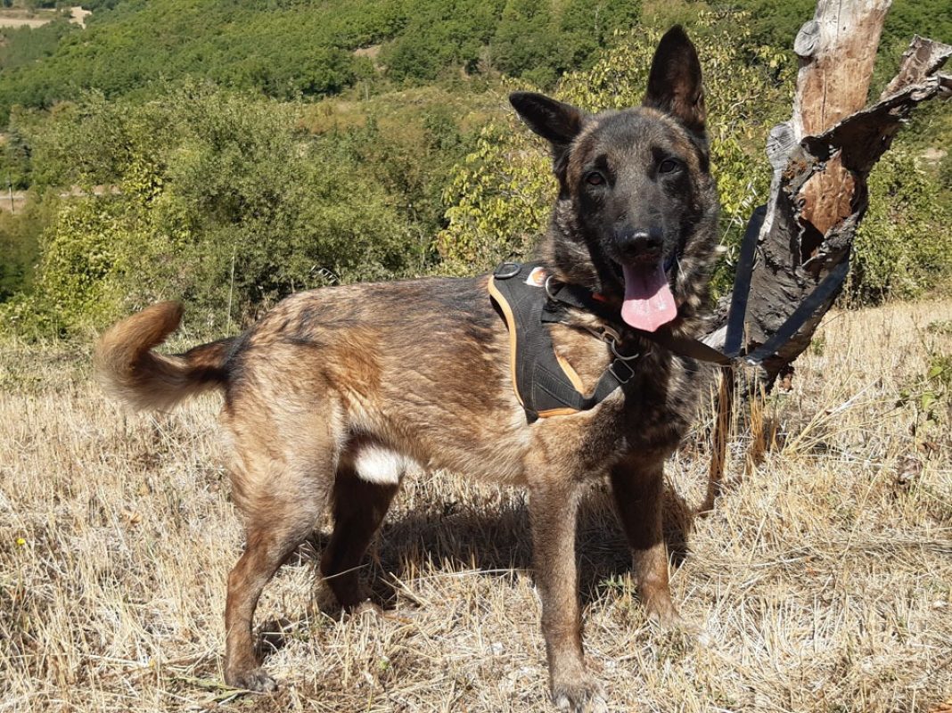 Groot - Chien Berger Belge Malinois à adopter - photo 8