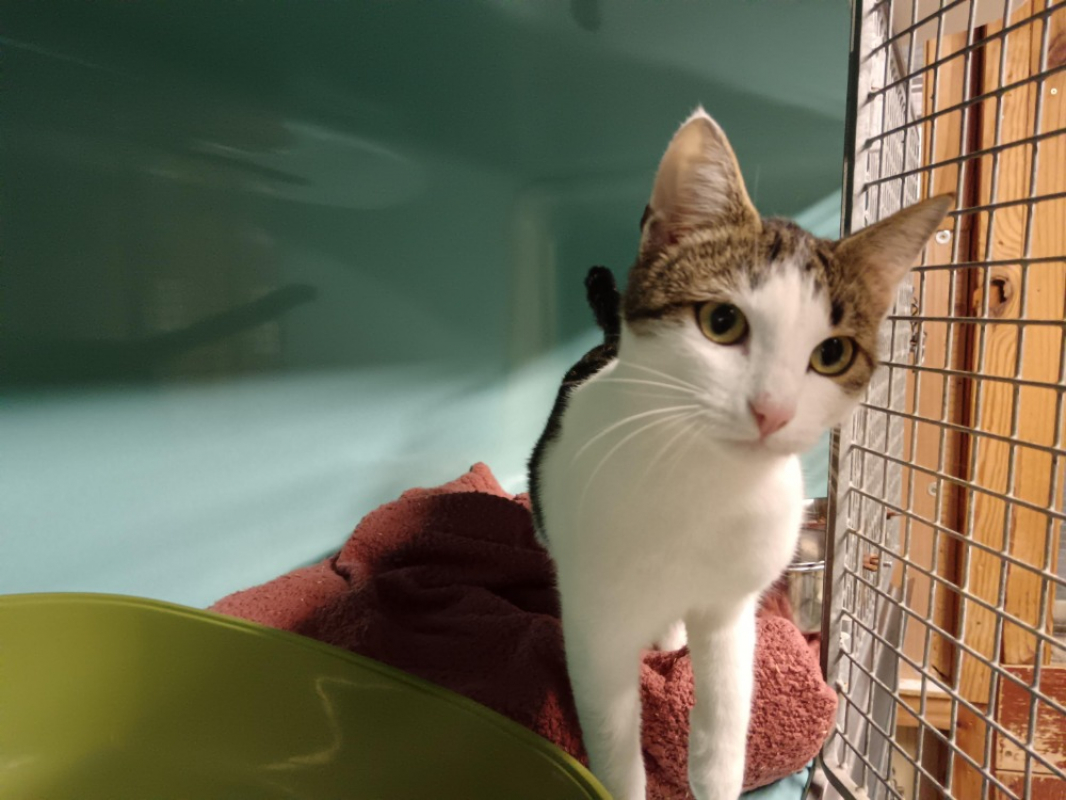 Photo de Coquelicot ctte