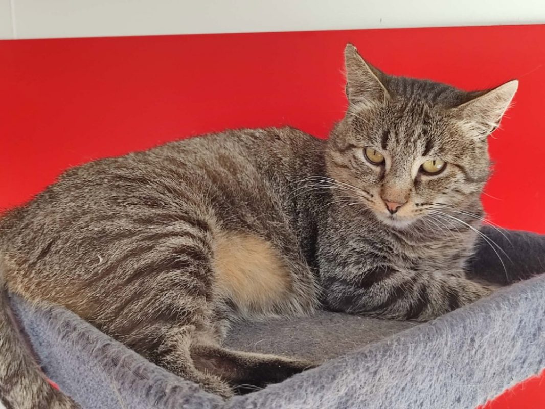 Molky - Chat Européen à adopter - photo 2