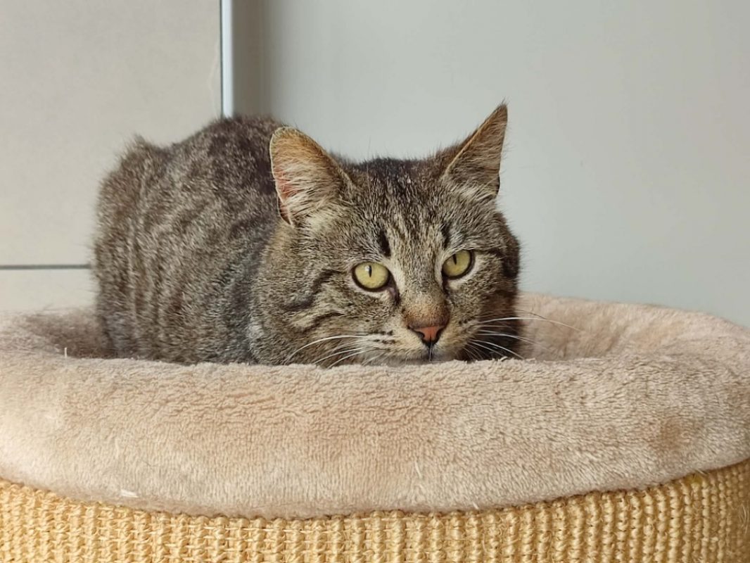 Molky - Chat Européen à adopter - photo 3