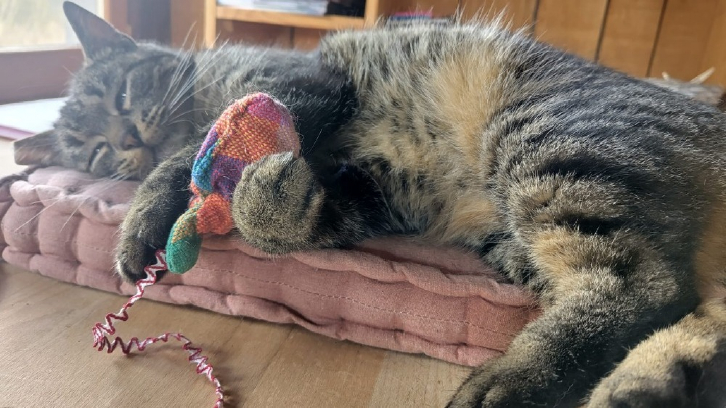 Photo #2 de Tandorii