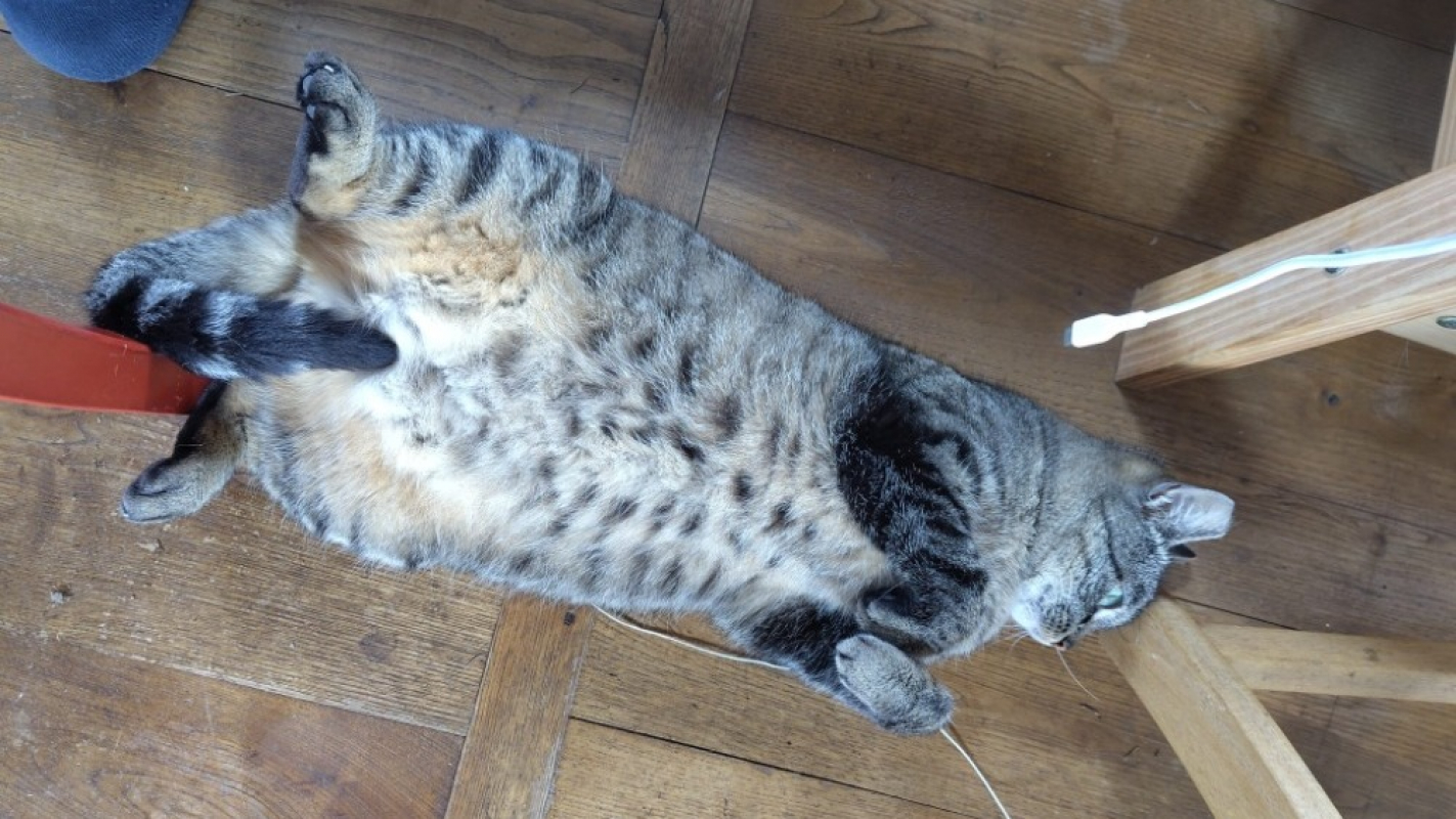 Photo #3 de Tandorii