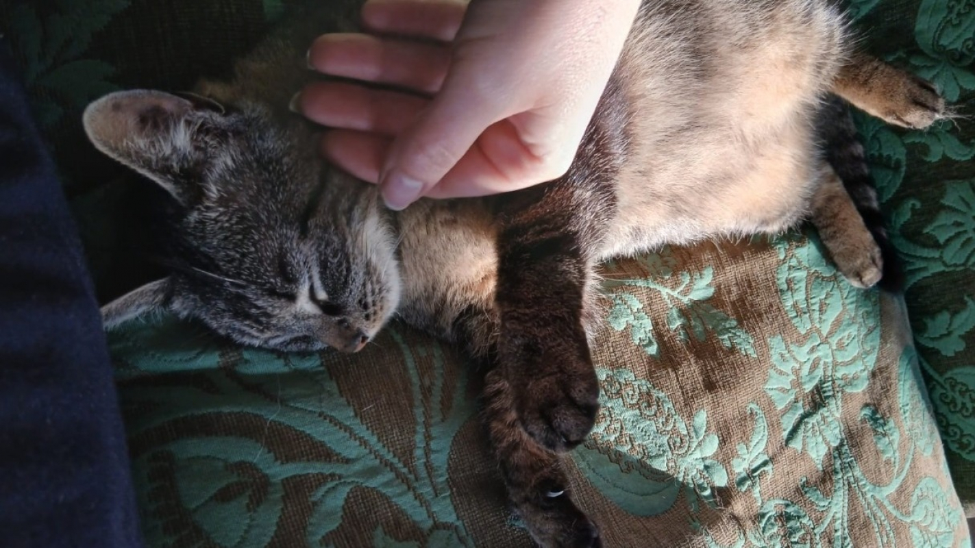 Photo #4 de Tandorii