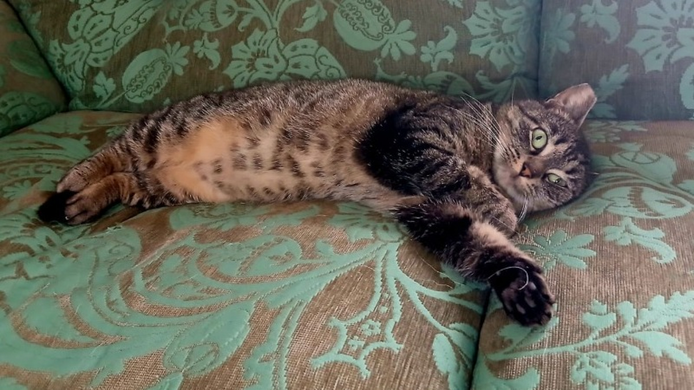 Photo #5 de Tandorii