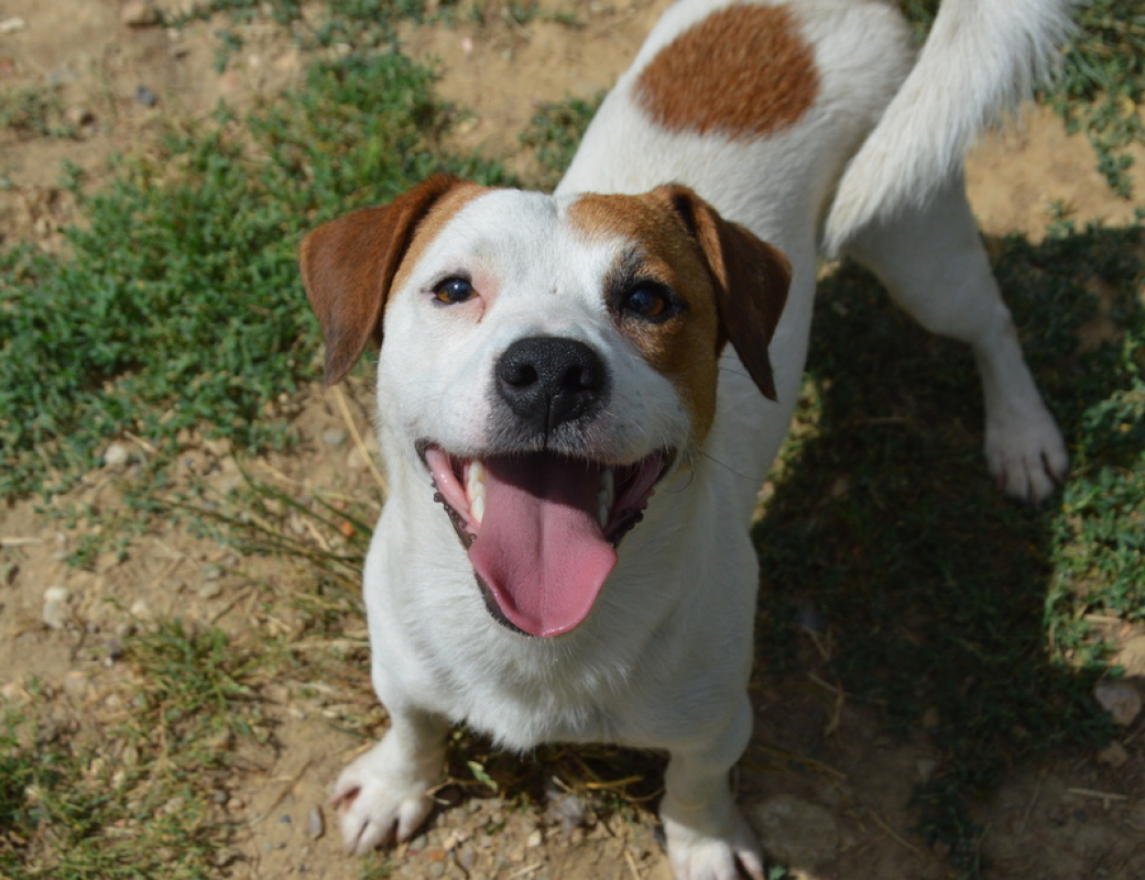 Photo #1 de Jack-jack