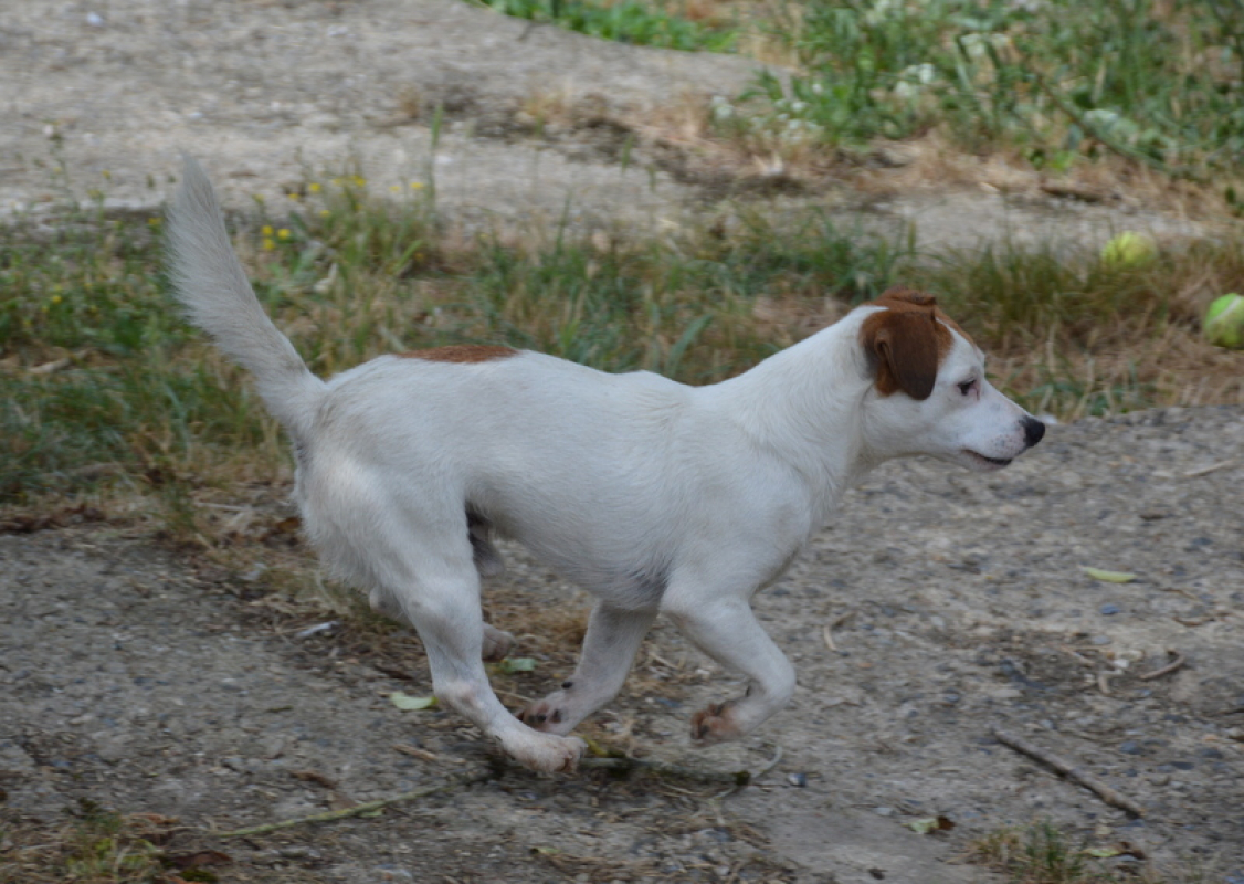 Photo #2 de Jack-jack