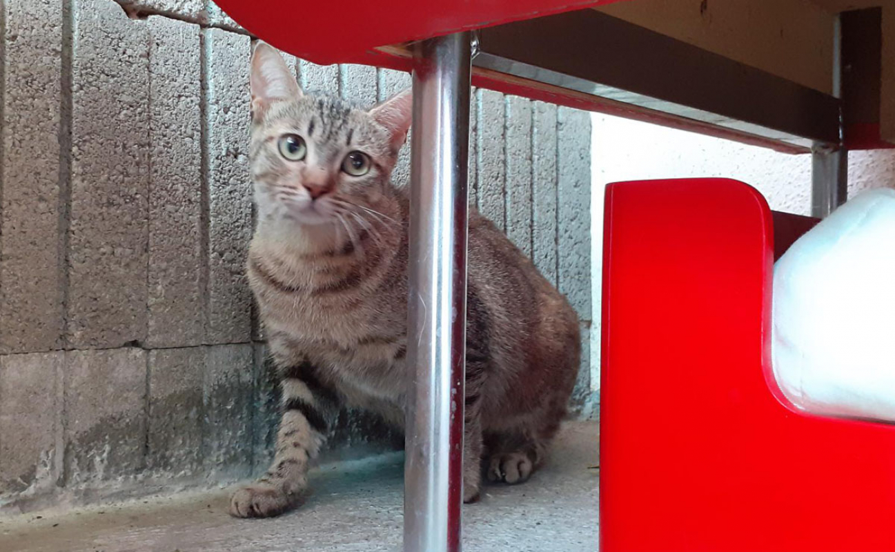 Photo #2 de Anguille