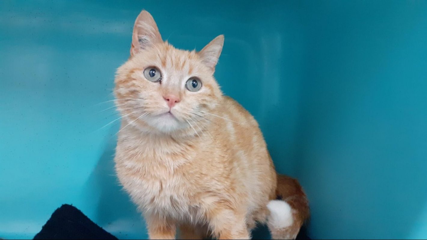 Epops - Chat Européen à adopter - photo 2