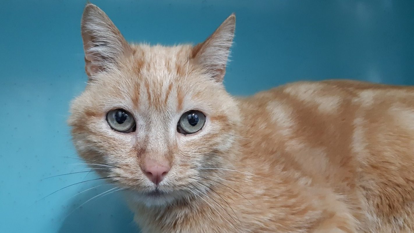 Epops - Chat Européen à adopter - photo 3