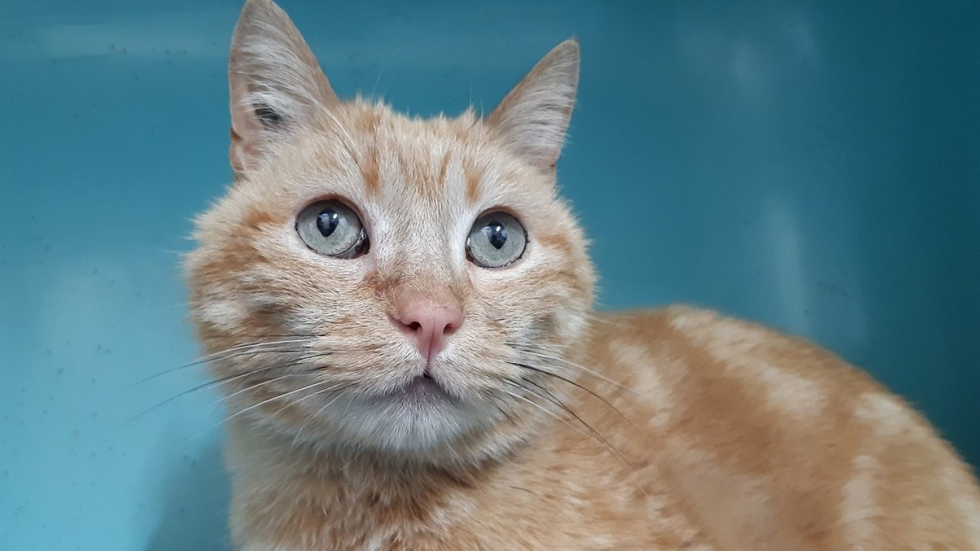 Epops - Chat Européen à adopter - photo 4