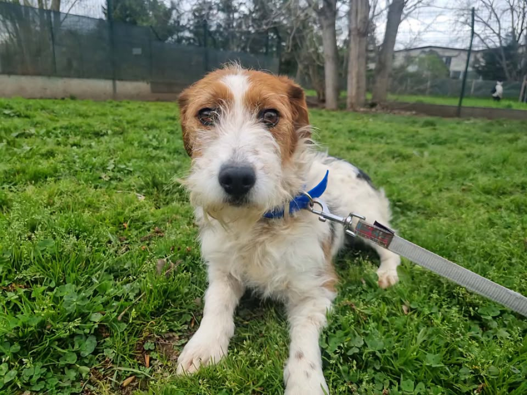 Photo #1 de Soquette