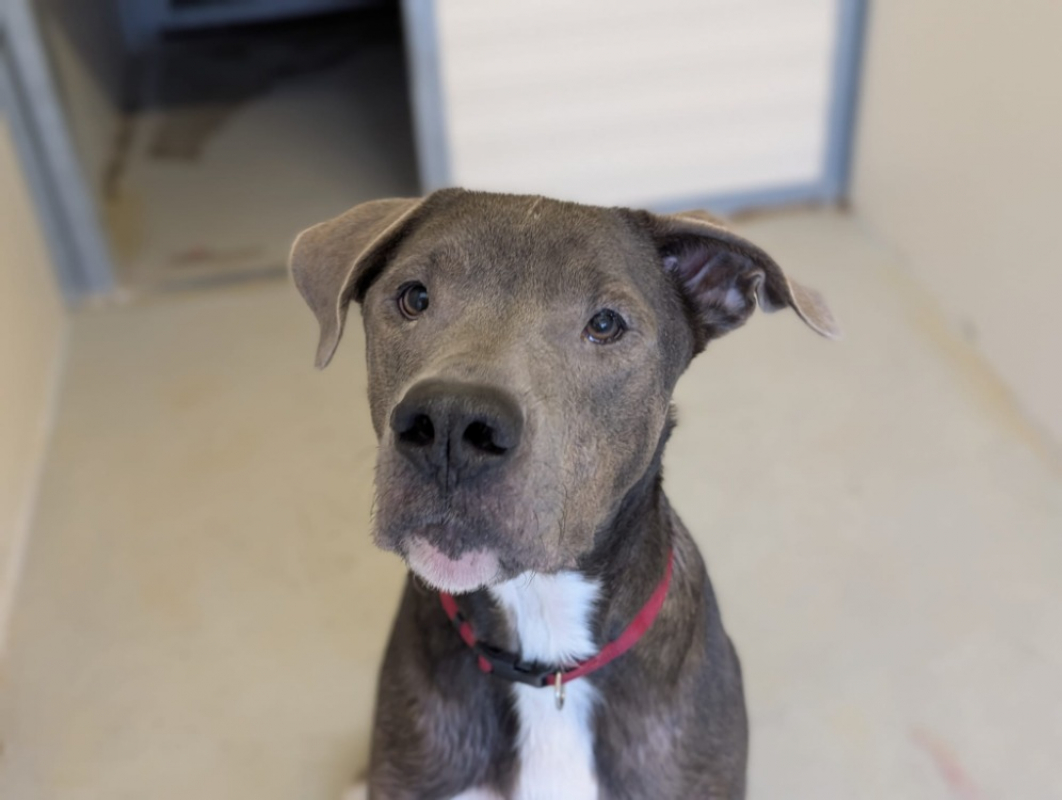 Photo #4 de Tyson