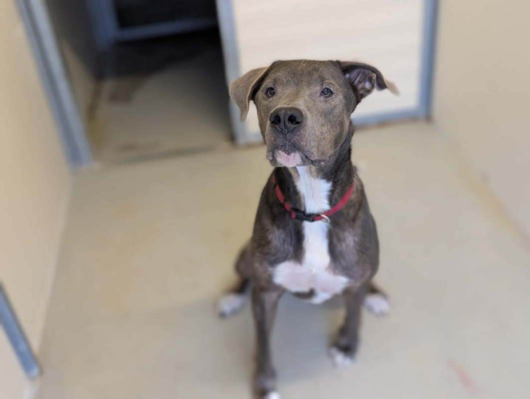 Photo #5 de Tyson
