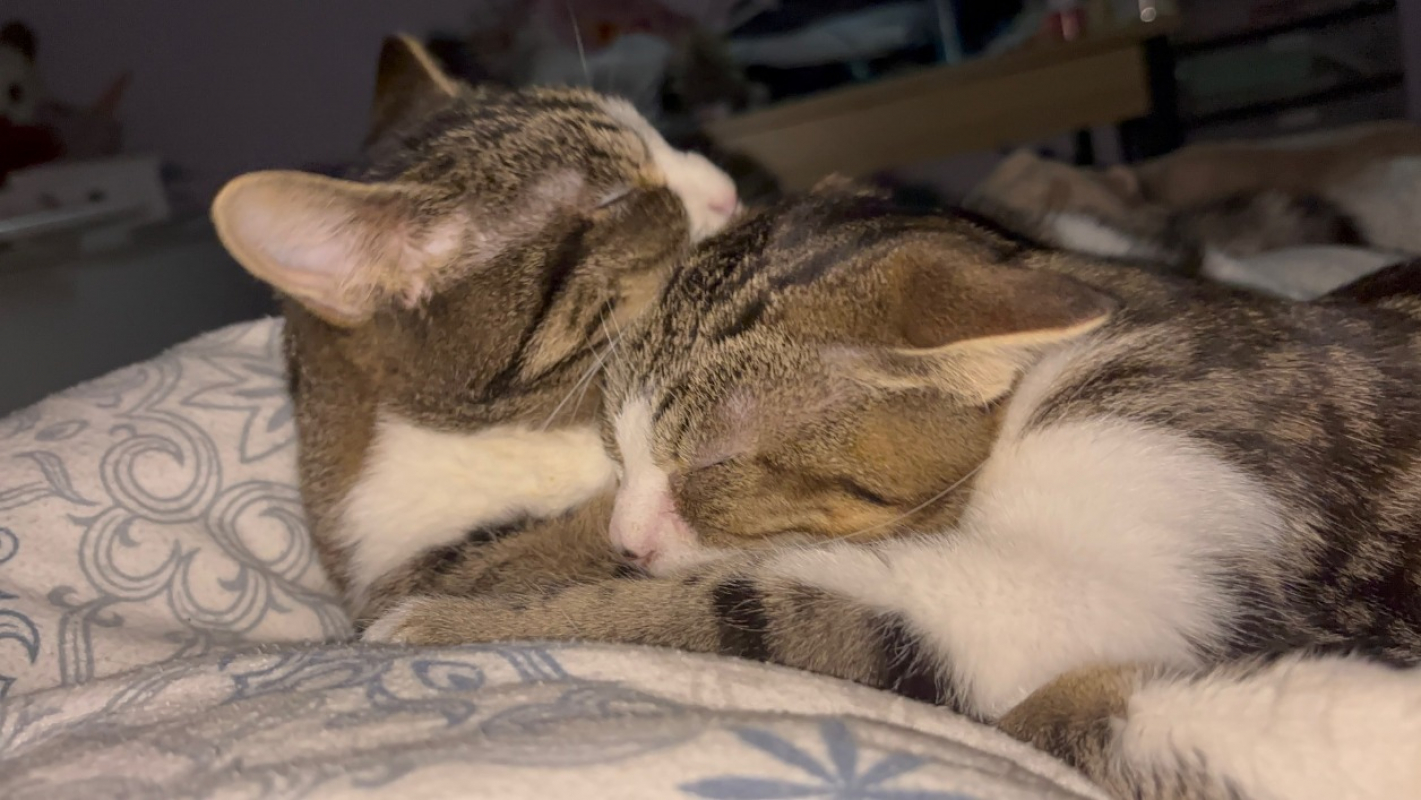 Photo #3 de Moustik caline