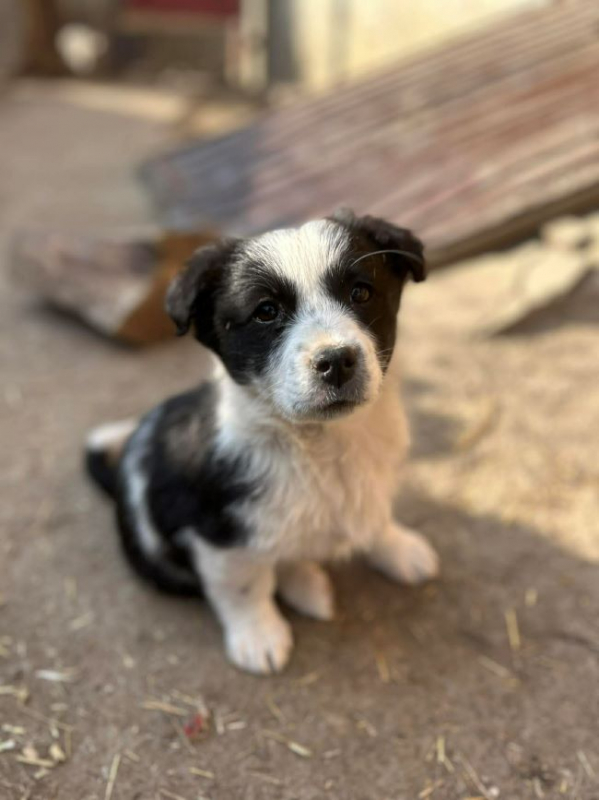 Photo #1 de Sucrette