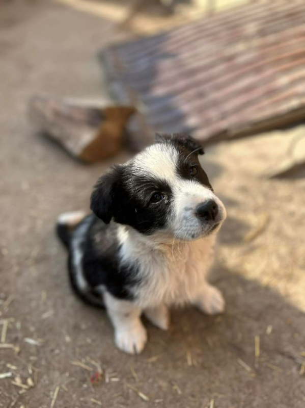 Photo #2 de Sucrette