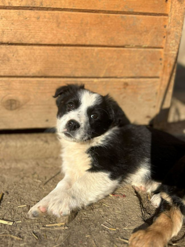 Photo #3 de Sucrette