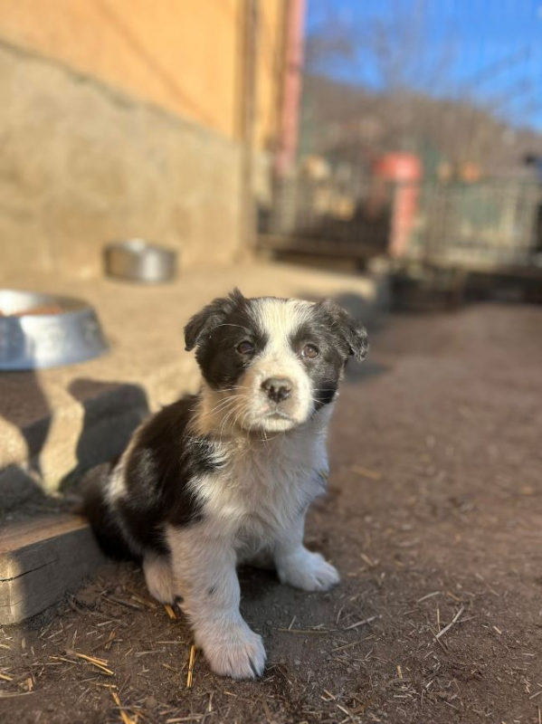 Photo #4 de Sucrette